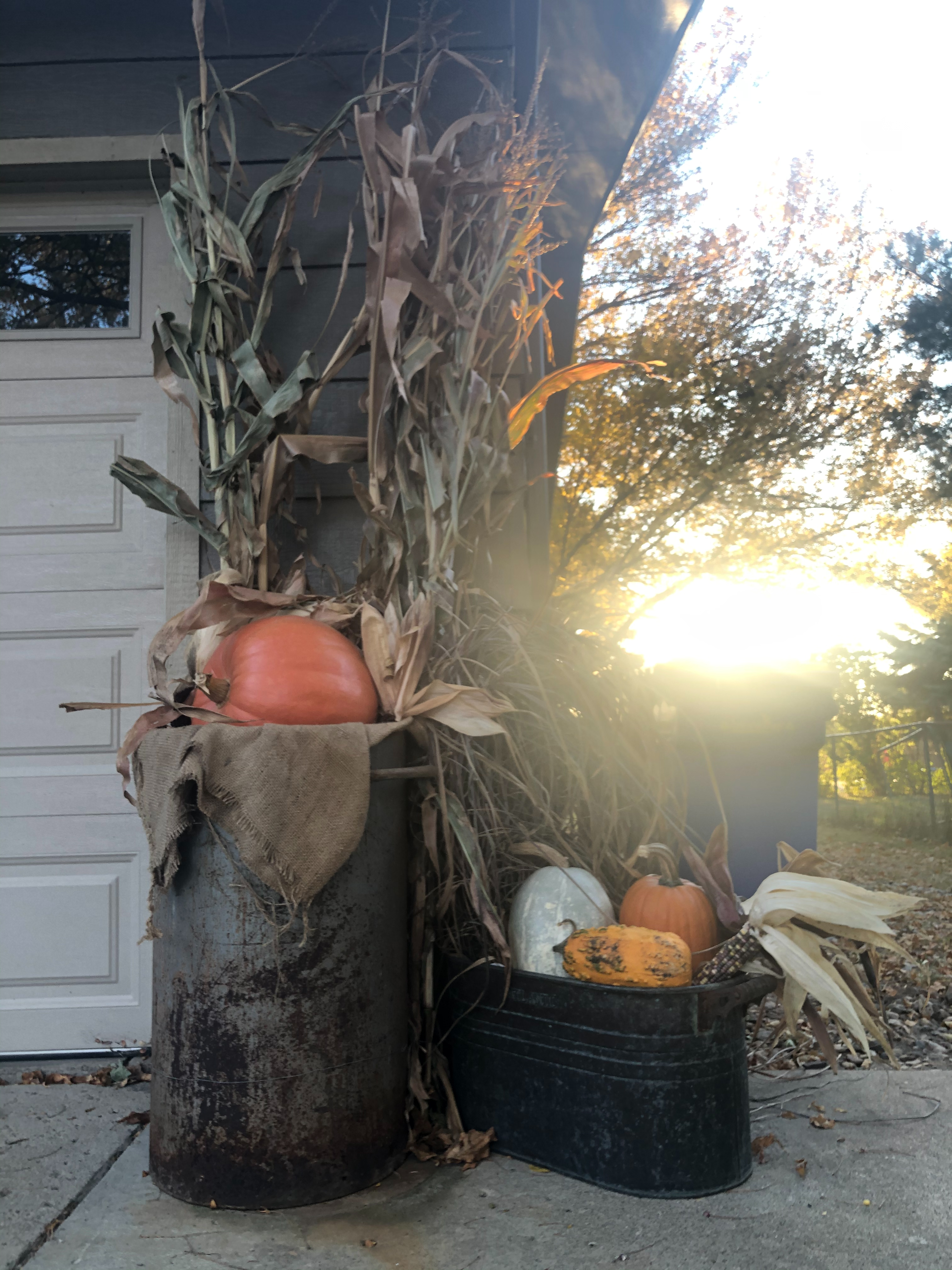 corn stalks and pumpkins and gourds for fall decoration