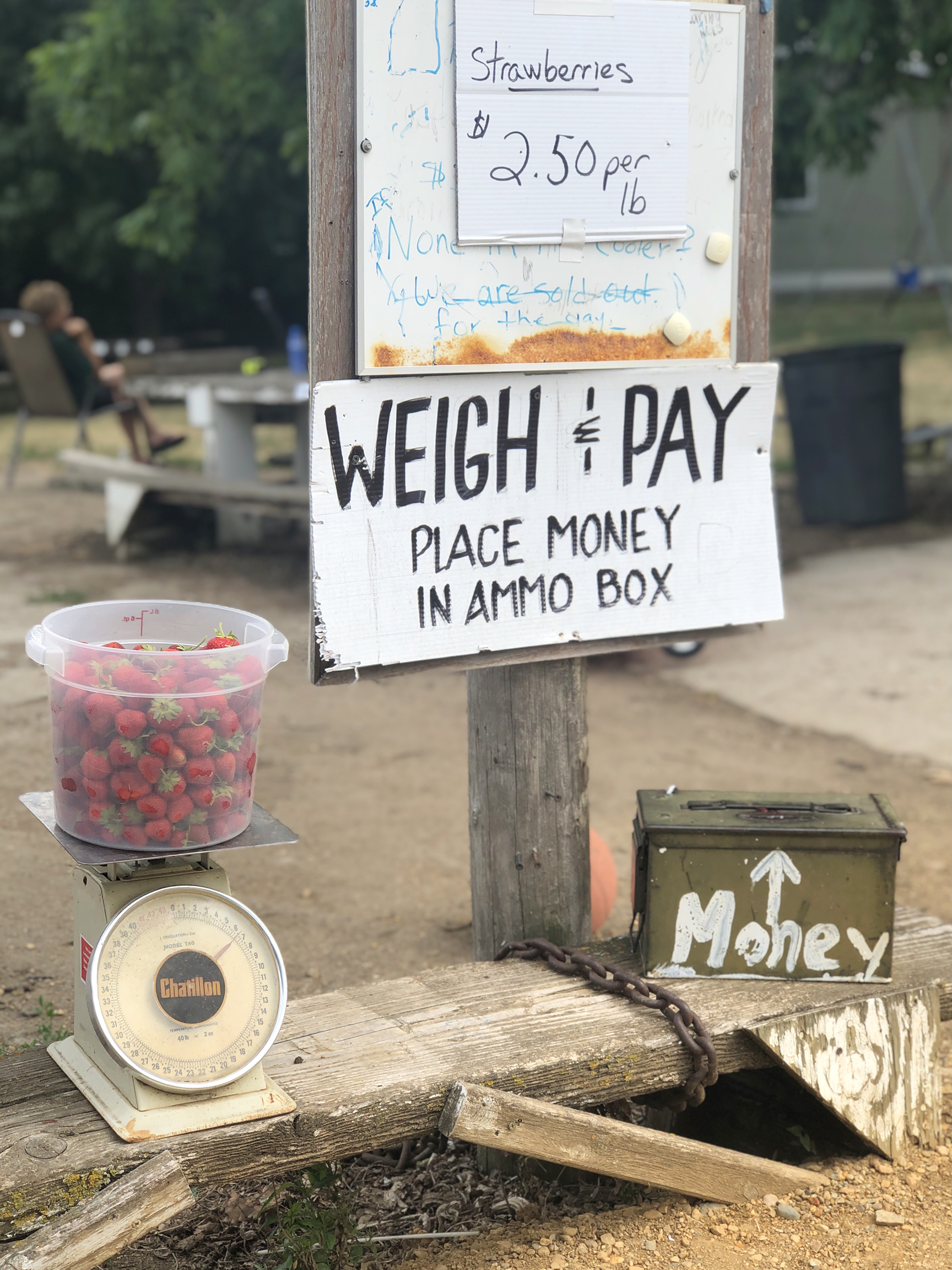 strawberry patch scale with bucket of strawberries being weighed by money box