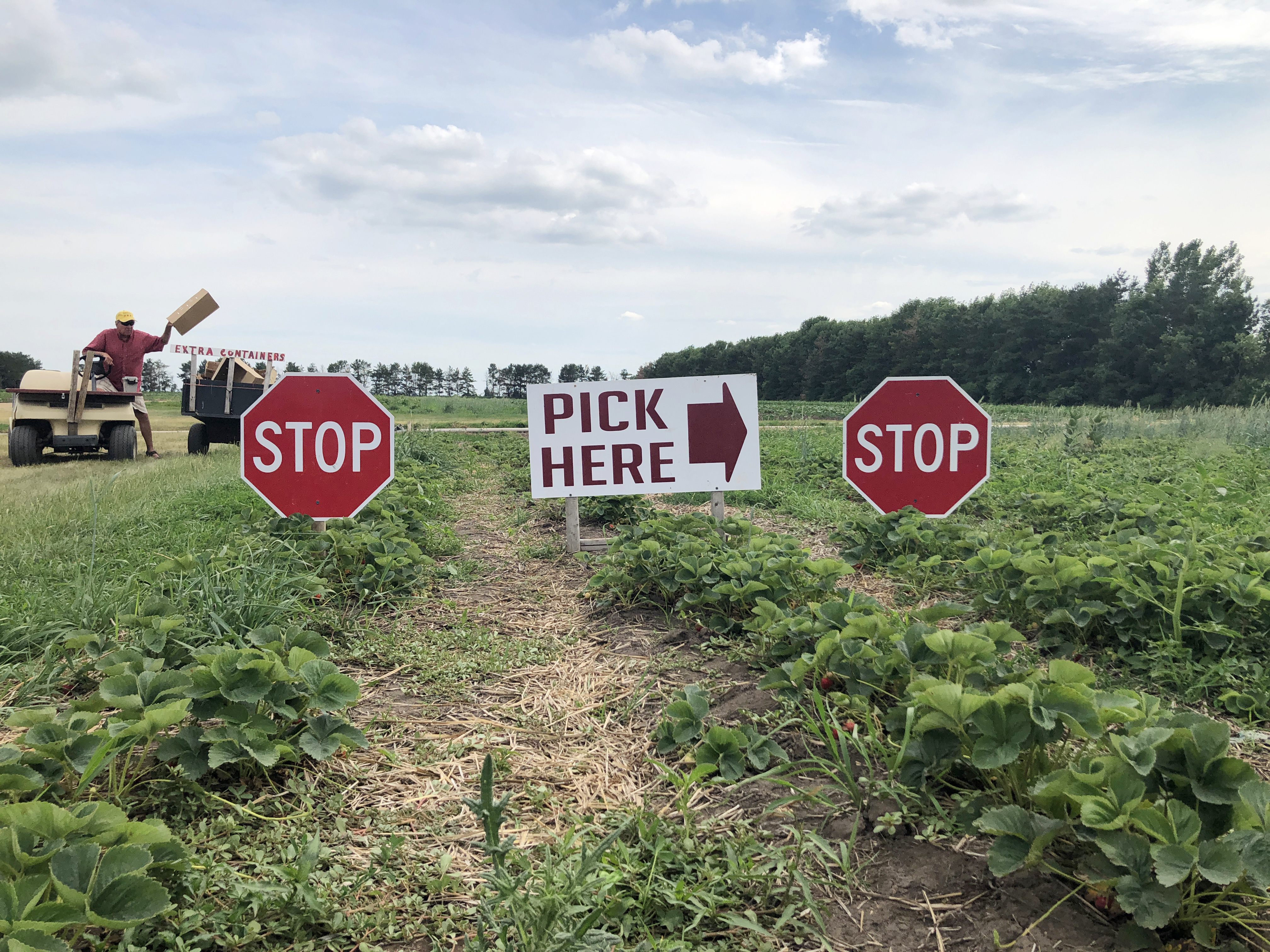 stop and pick here signs at strawberry patch