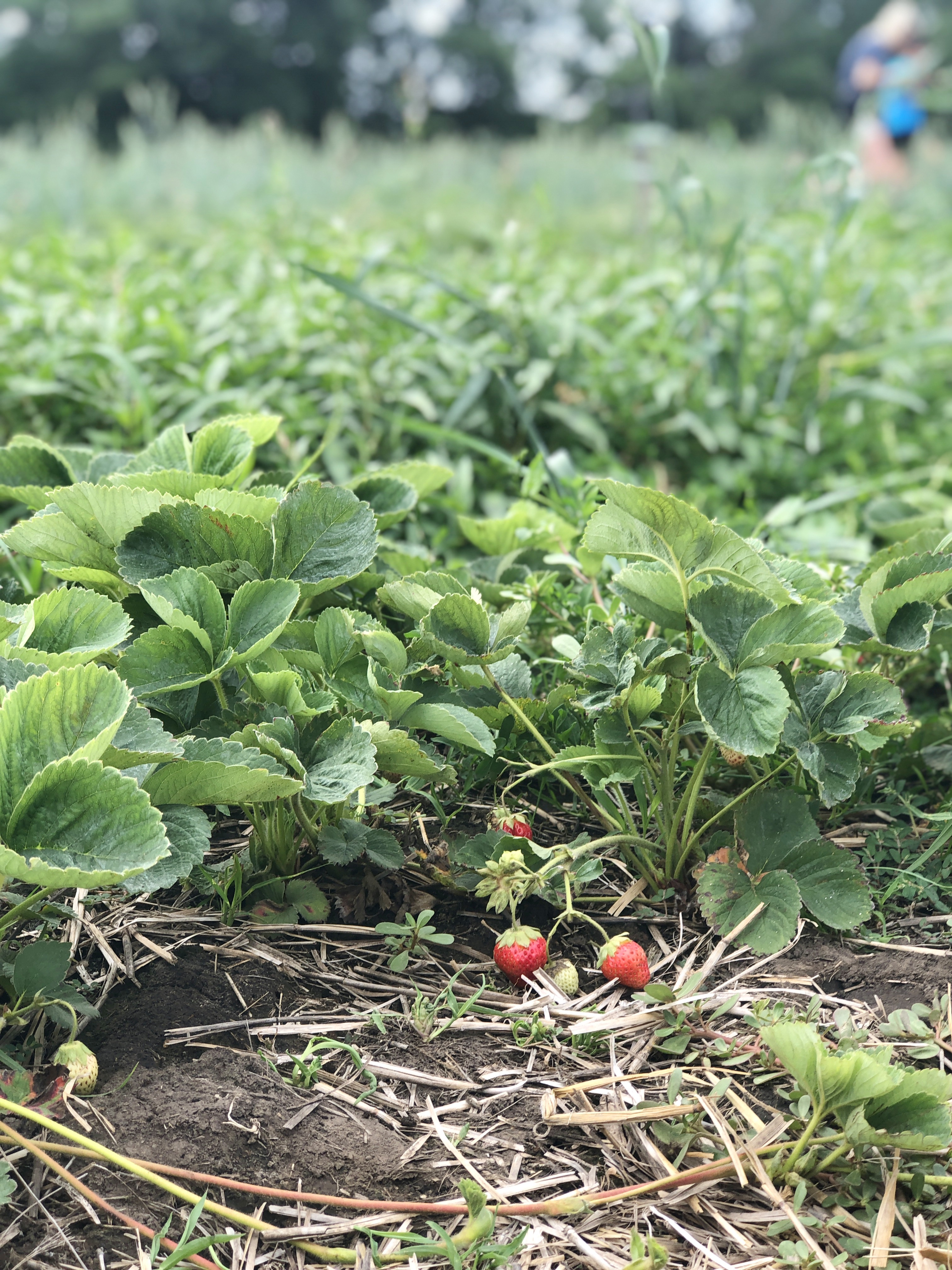 strawberries growing in strawberry patch