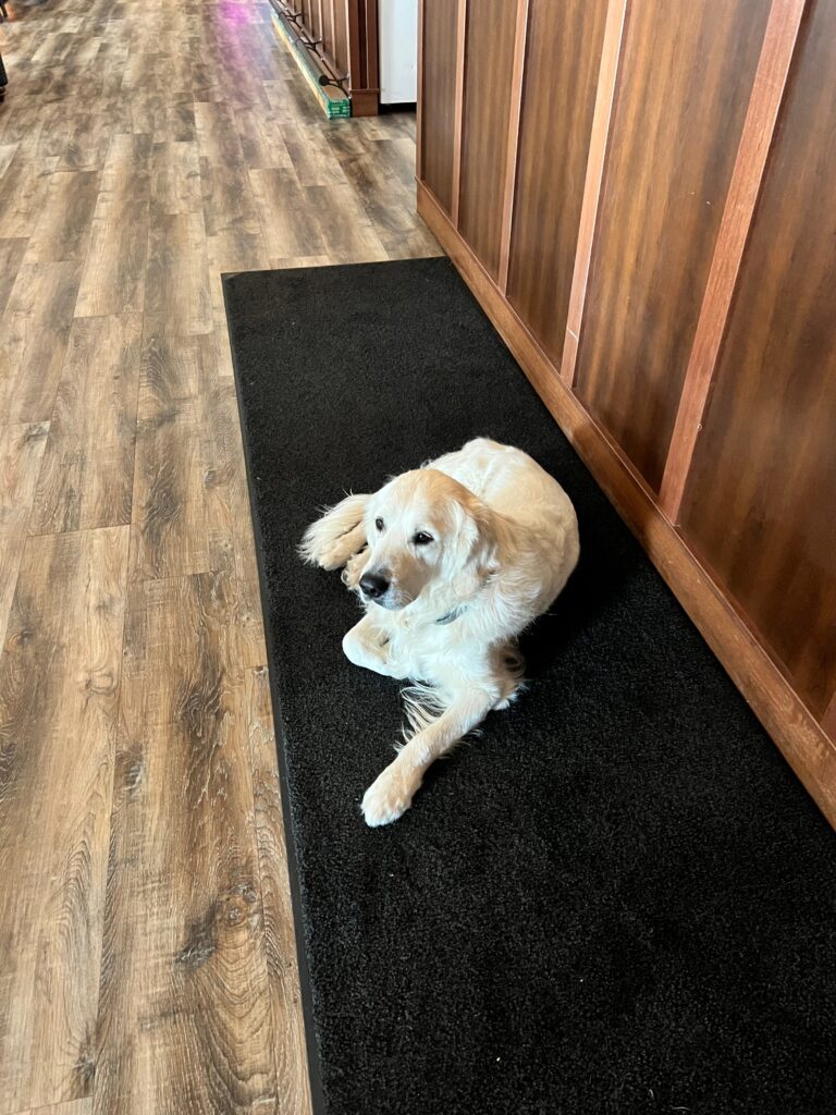 Reggie the house dog at Ruttger's Birchmont Lodge Bemidji