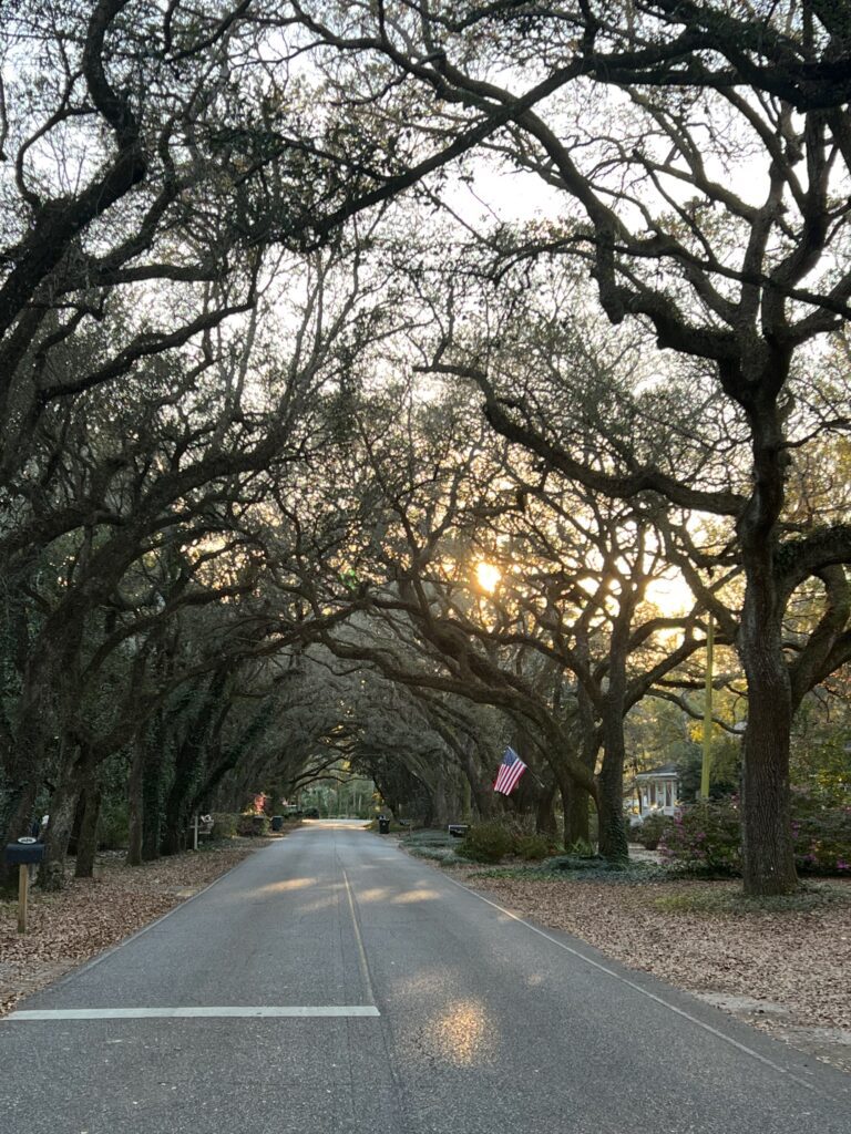 Arch of live oak trees on Oak Street in Magnolia Springs Alabama