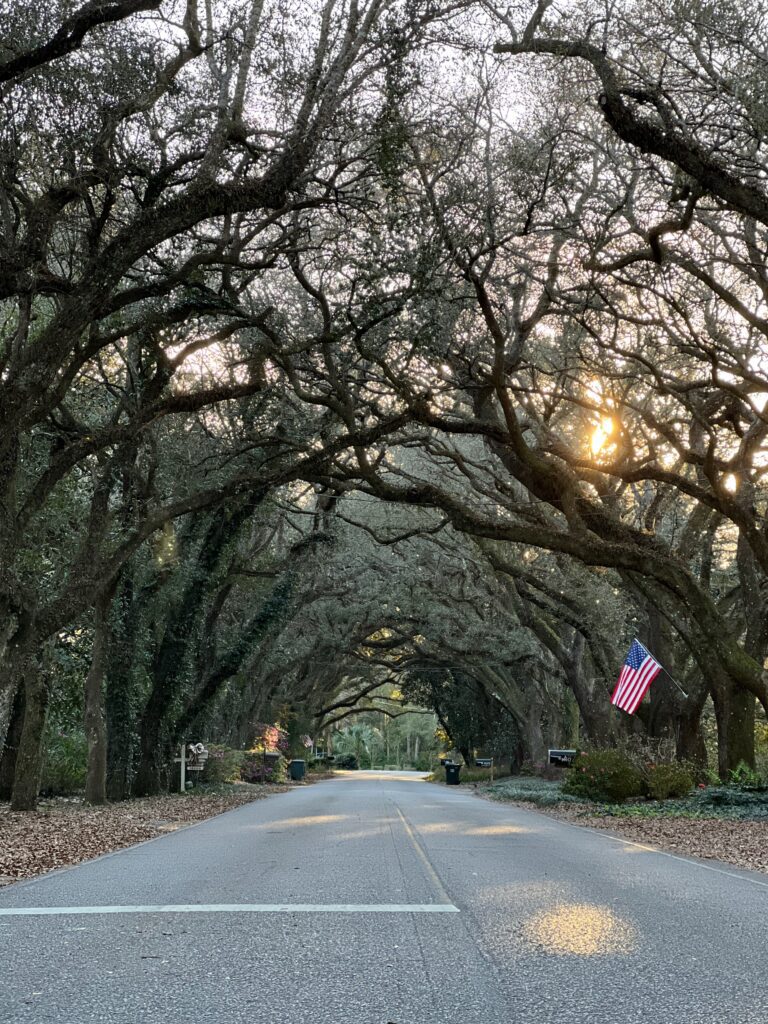 arch of live oak trees on Oak Street in Magnolia Springs Alabama 