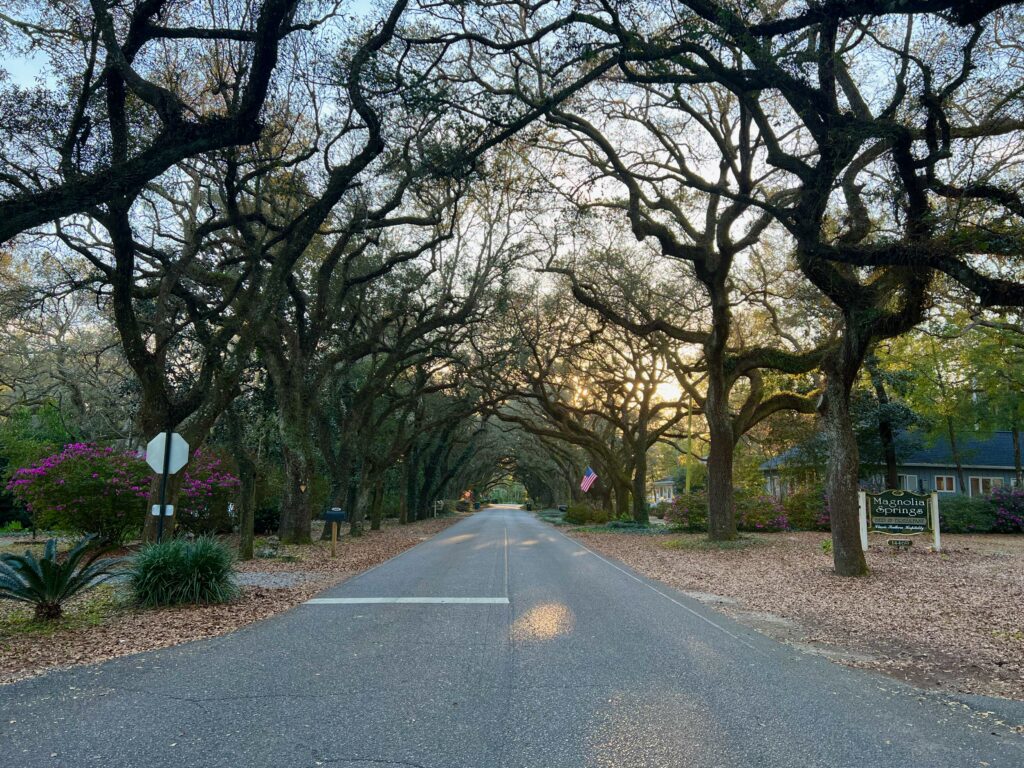 Arch of live oaks on Oak Street in front of Magnolia Springs Bed & Breakfast