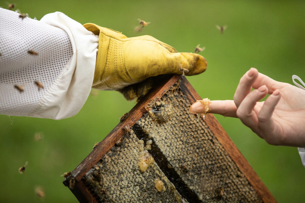 honey and bees on a hive