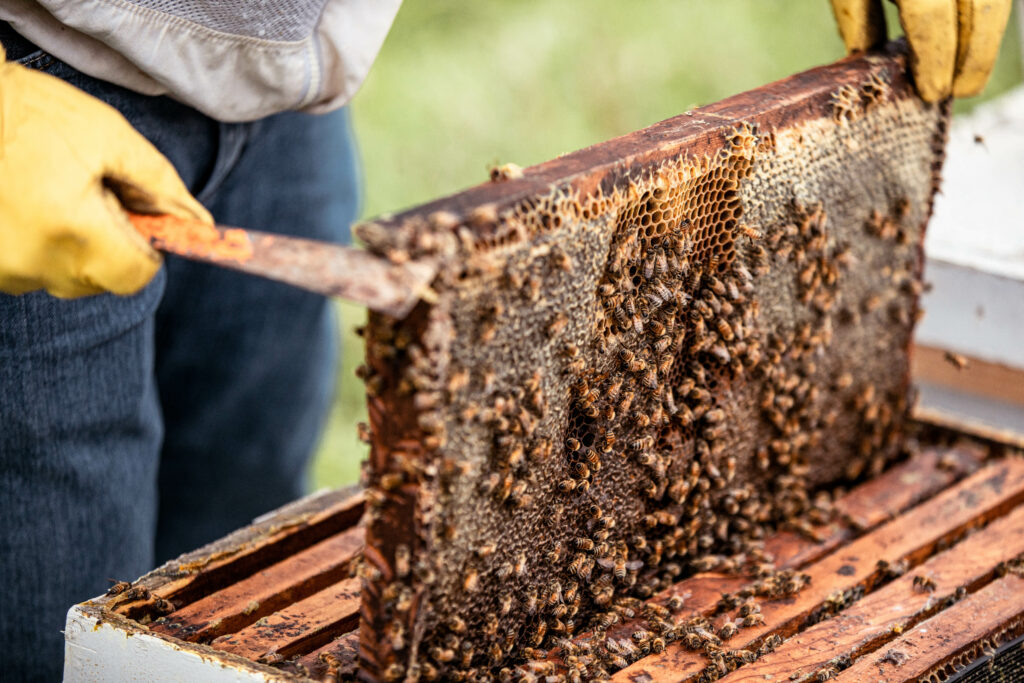 bee hive with bees