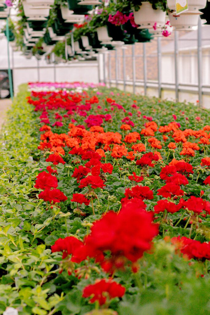 rows of red geraniums at Medary Acres Greenhouse