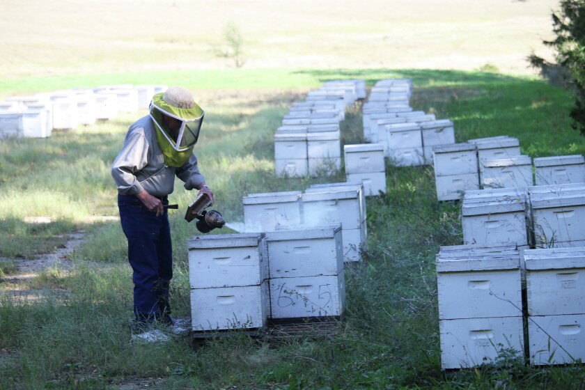 Richard Adee tending to his bees