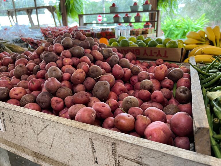 large bin full of red potatoes fresh for farm to school