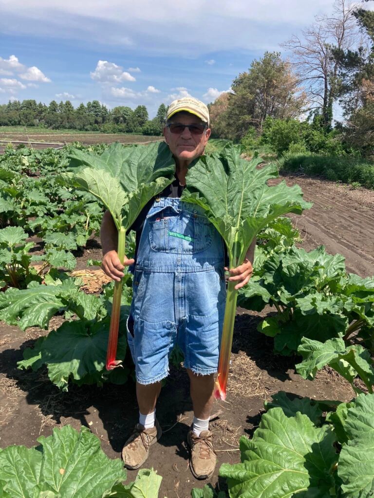 Jan Sanderson from Sanderson Gardens holding two large rhubarb stalks in the rhubarb patch