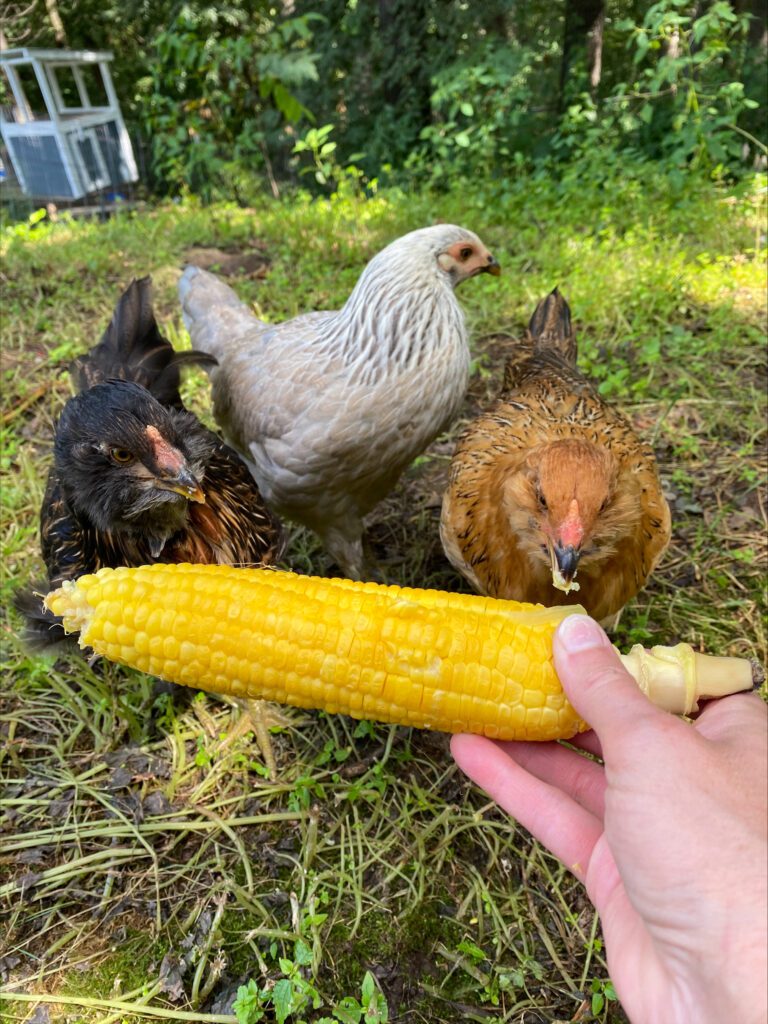 3 chickens eating an ear of corn