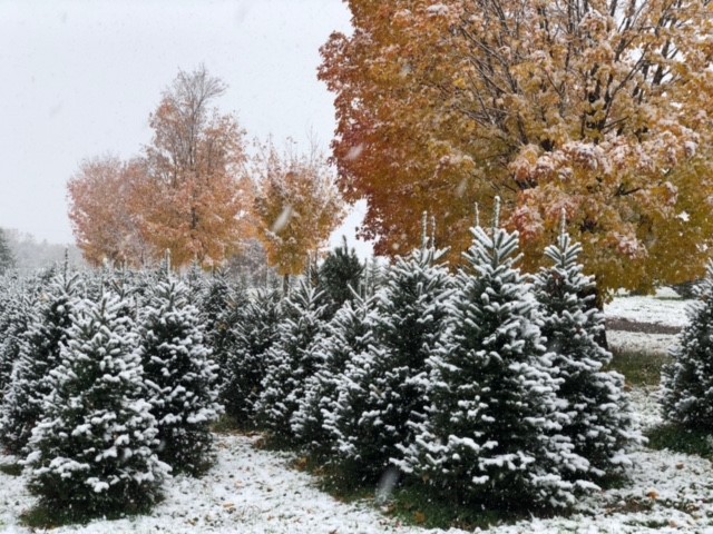 evergreen trees and snow at Krueger's Christmas Tree Farm