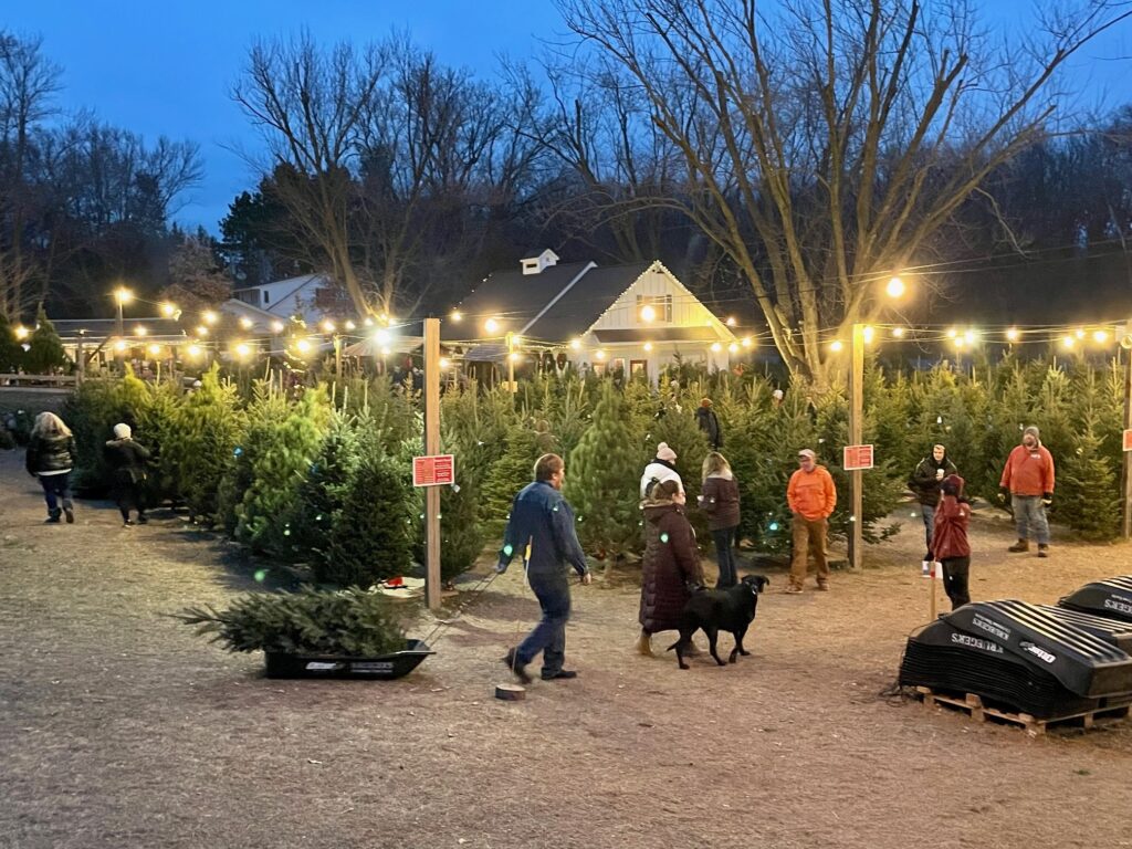 Krueger's Christmas Tree Farm and night all lit up with customers 