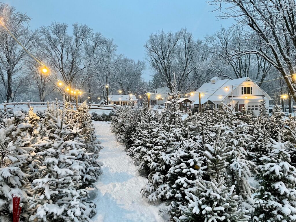 evergreen trees with snow at Krueger's Christmas Tree Farm